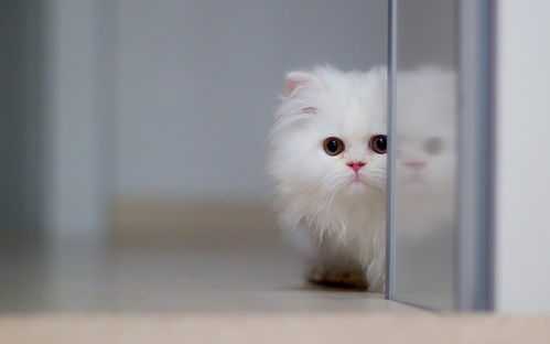 遇见喵克斯猫咪碎片怎么获得
