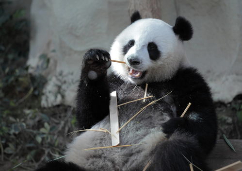 熊猫爱旅行真能赚钱吗