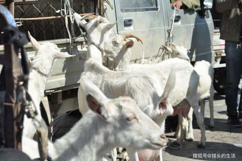 救出所有羊怎么过 一代沙雕助农救羊攻略
