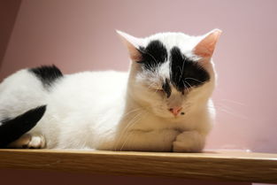 《我家猫开的修仙中心》猫猫和主人的奇妙修仙中心经营之旅