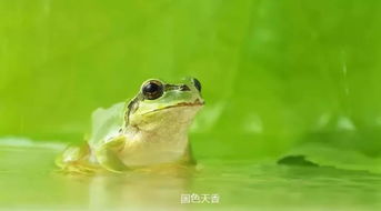 找12个喝醉的蛙攻略 汉字找茬王喝醉的青蛙怎么过