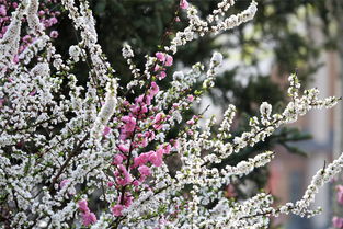 《原神》优昙花在哪 优昙花在哪里能够找到