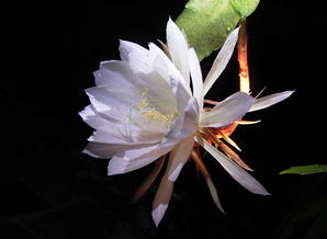 《原神》优昙花位置图 6个忧昙花位置分享