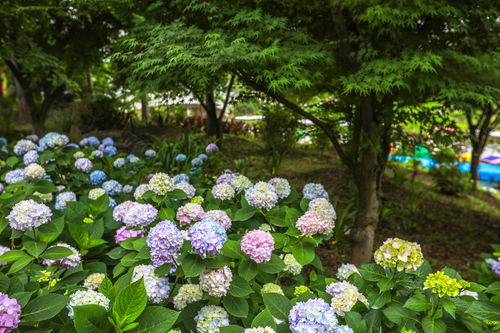 《原神》优昙花的花蕊在哪 优昙花的花蕊位置详情