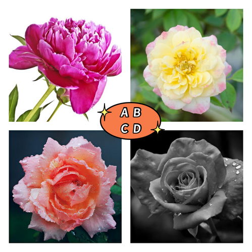 《原神》悼灵花花蕊怎么获得 悼灵花花蕊采集攻略