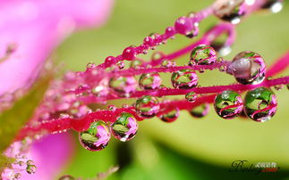 《原神》优昙花的花蕊怎么获得 优昙花花蕊怎么采集