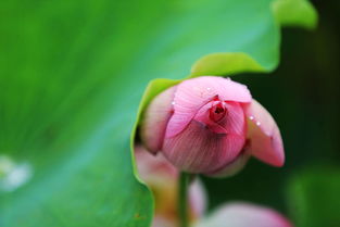 《原神》忧昙花残灵位置在哪 忧昙花残灵位置攻略