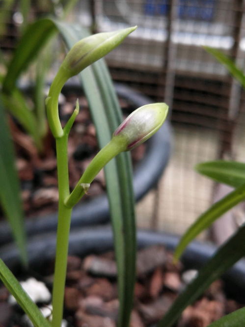 《原神》锋刃林泽的忧昙花怎么摘 锋刃林泽的忧昙花采摘方法详情