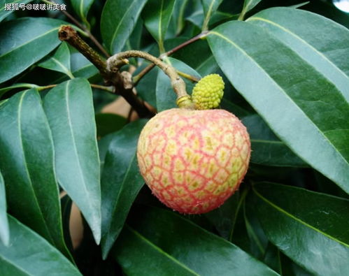 《原神》优昙花在哪里采摘 优昙花采摘位置介绍