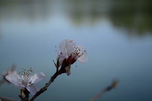 花到人间似有痕,全新武器外观【无相·春来无迹】惊艳上架!