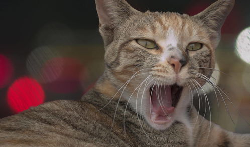 被可爱的猫咪治愈吧!《猫咪和汤》国服预约正式开启喵