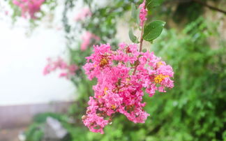 烟雨江湖狼毒花在哪里采摘 狼毒花采集点介绍