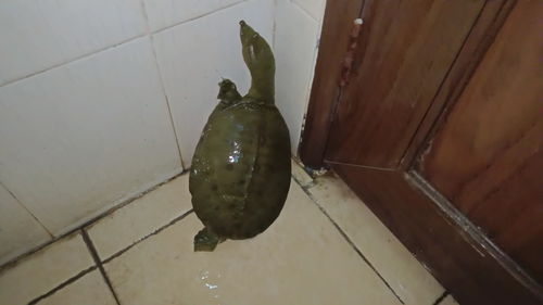 咸鱼之王破甲鱼怎么得 破甲鱼获取方法