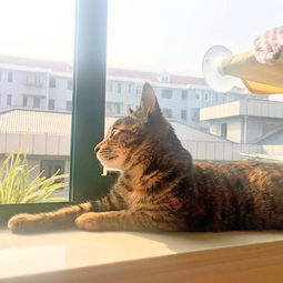 尘白禁区是哪个公司的 狸花猫工作室是b站还是网易腾讯的