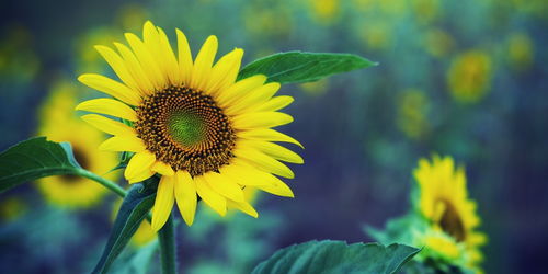 光遇有友日向日葵在哪里 有友日向日葵位置介绍