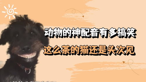 原神传心同视第二天动物在哪 传心同视第二天通关攻略