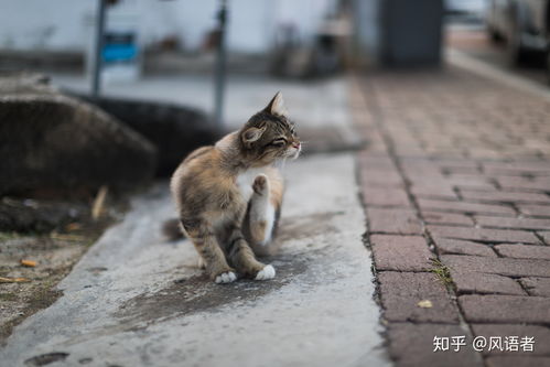 佳能发布粉丝自制 VR 猫咪全景视频