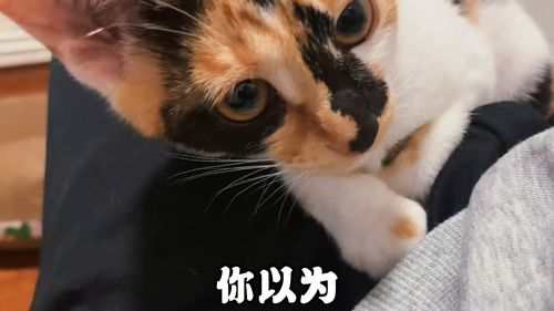 《猫咪斗恶龙3》新预告 明年正式发售