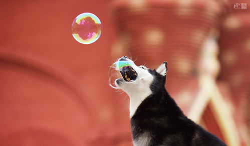 《星空》粉丝呼吁B社添加动物伙伴 没猫狗不幸福