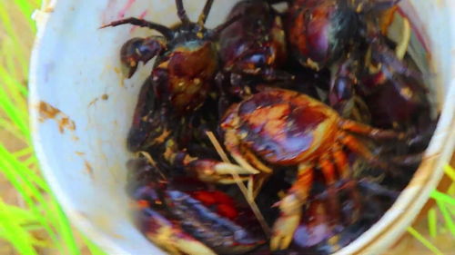 光遇螃蟹恶作剧怎么获得 螃蟹恶作剧制作方法 光遇螃蟹恶作剧怎么获得 螃蟹恶作剧制作方法