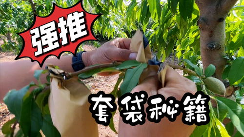寻道大千怎么偷桃子 偷桃子玩法技巧分享