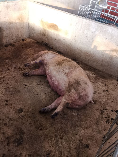 世界第二例接受猪心脏移植患者6周后死亡：比第一例存活时间更短