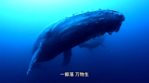 原神鲸鱼周本怎么开 枫丹鲸鱼周本在哪解锁