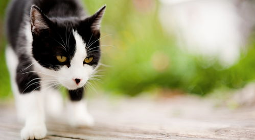 猫猫立大功！《一梦江湖》寒衣节猫咪主题系列全外观曝光