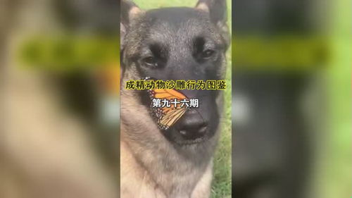 暴走大乱逗竞技场神烦狗要不要换 神烦狗图鉴