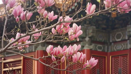 全民穿越之宫白玉兰散花旗装制作材料一览