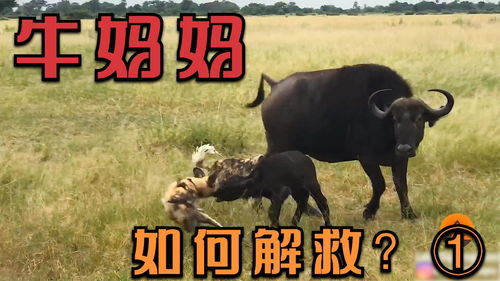 我功夫特牛狂浪刀法怎么样