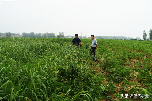 古代人生全土地种植推荐 黑土地种什么利益最大
