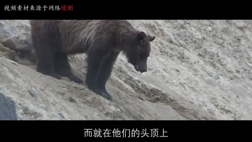 挨饿荒野帕劳群岛松鼠怎么抓 松鼠抓捕攻略