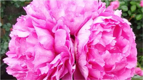一梦江湖锦带花获取途径有哪些 锦带花速刷攻略