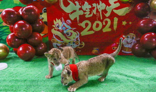 动物之森怎么邀请小动物移民