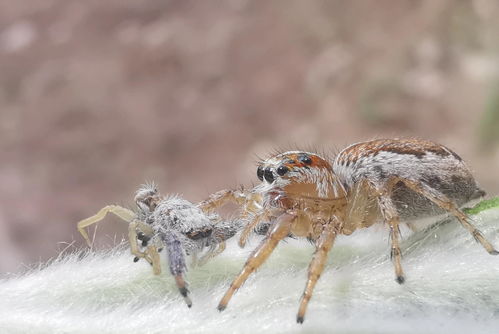 动物之森狼蛛怎么抓 狼蛛捕捉方法 动物之森狼蛛怎么抓 狼蛛捕捉方法