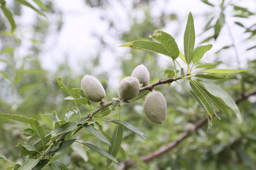 动物之森果树怎么种 果树多久结果