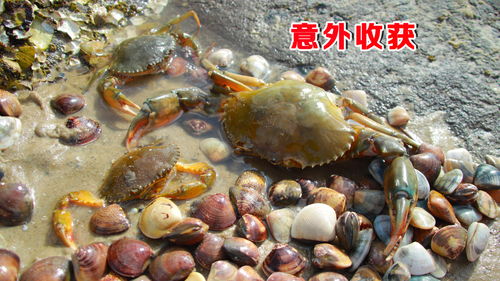 动物森友会蛤蜊怎么挖 挖蛤蜊技巧