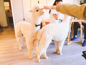 公主连结羊驼莉玛值不值得培养