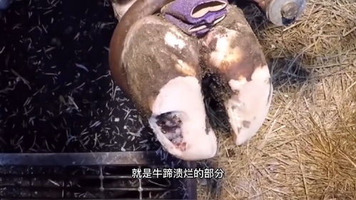 海岛纪元白羊怎么变黑羊 变黑羊详细步骤介绍