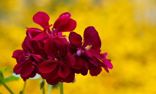 小森生活忍冬花在哪 忍冬花刷新位置坐标介绍