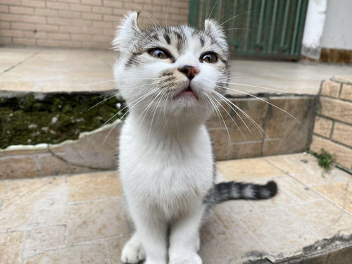 小森生活猫咪怎么领养