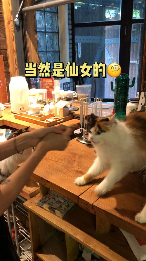 动物餐厅无限小鱼干是怎么刷的