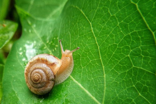 最强蜗牛黄金搞头获得途径有哪些