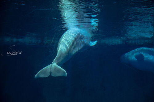 动物朋友展览区洪堡企鹅玩具需要哪些