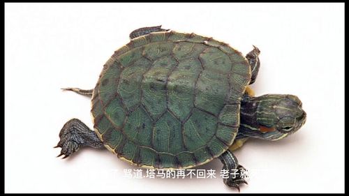 最强蜗牛乌龟点香攻略 点香攻略