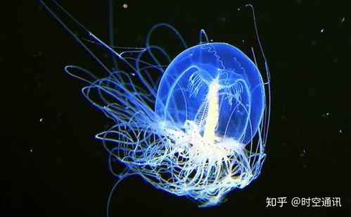 帕斯卡契约灯塔水母罐有什么用