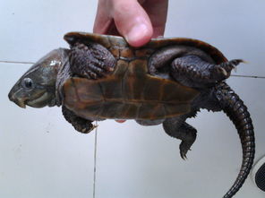 最强蜗牛乌龟打不过怎么办 乌龟刷新时间