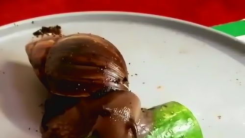 最强蜗牛食物怎么获得