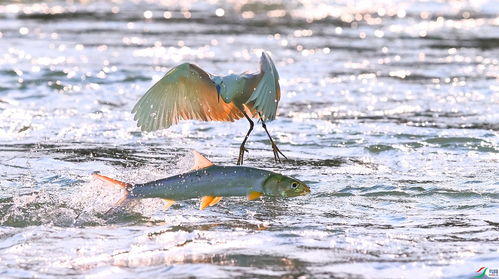 烟雨江湖蟾鱼有什么用